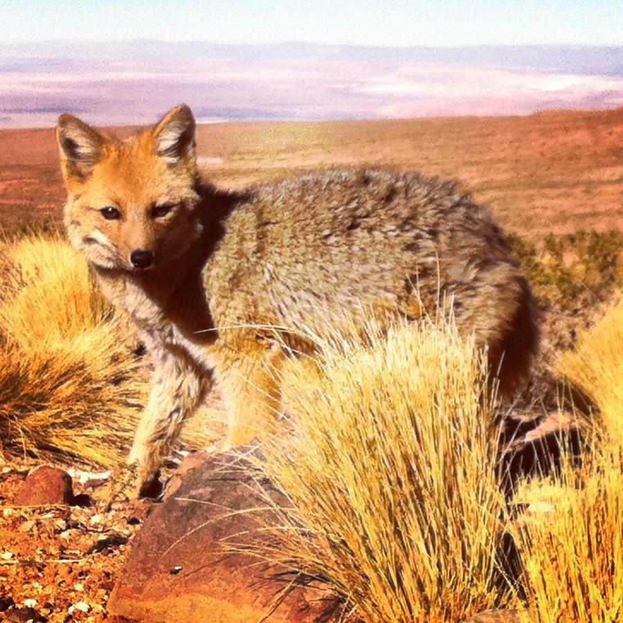 Cota6000 Dpto A Villa San Pedro de Atacama Eksteriør billede